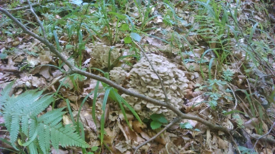 aj v takom suchu rastú...