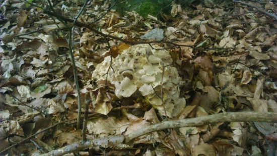 v takom suchu aspoň niečo