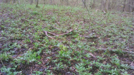 ešte ho bolo vidieť