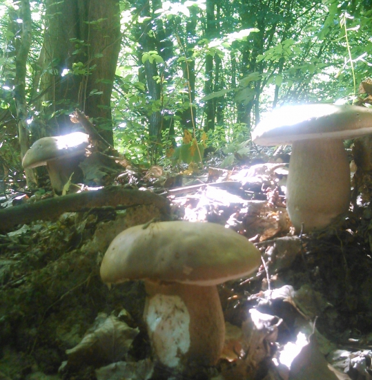 krásne, no červavé...