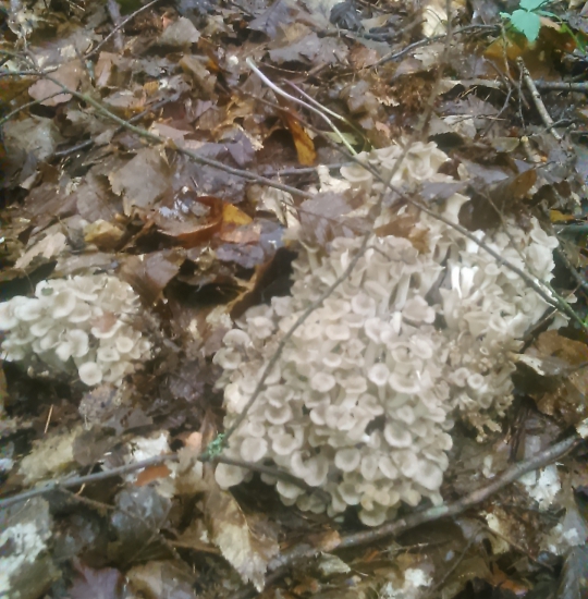 konečne aj u nás...