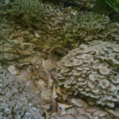 kvočky