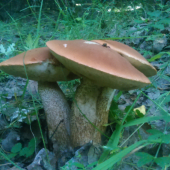 bratňaci