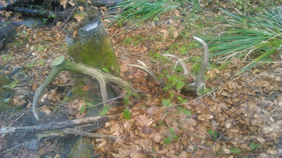 trojkilové zelenáče