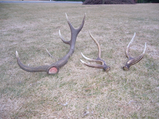 dva loňské+letošní