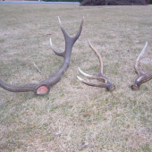 dva loňské+letošní