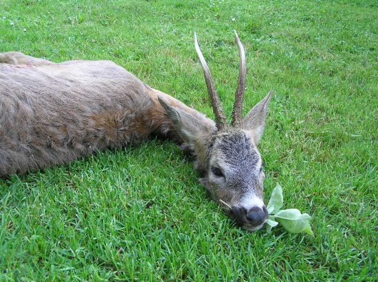 Špičák 23 cm, 3 roky