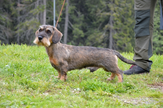 Valmond Viva Moravia