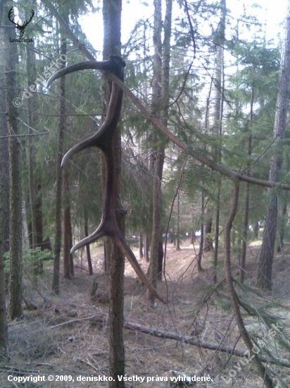 8 torak