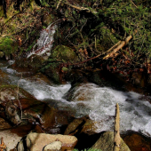 Istebný potok-jar 2011-