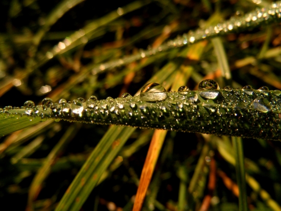 v kvapkách rannej rosy...