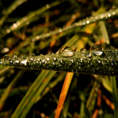 v kvapkách rannej rosy...