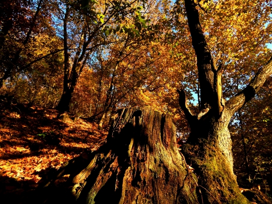 očarujúca jeseň...