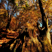 očarujúca jeseň...