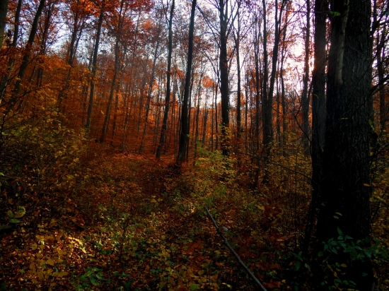 novembrový les...