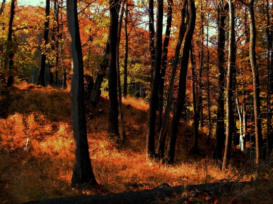 očarujúca jeseň...