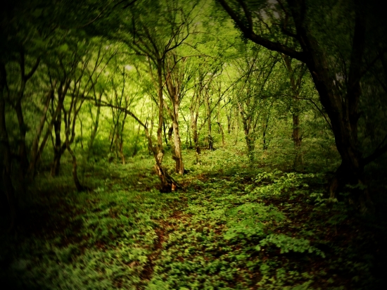 jarný les po daždi....