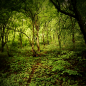 jarný les po daždi....