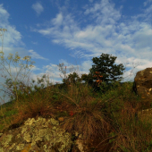letná