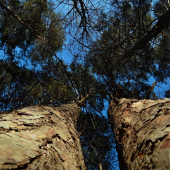 pohľad hore