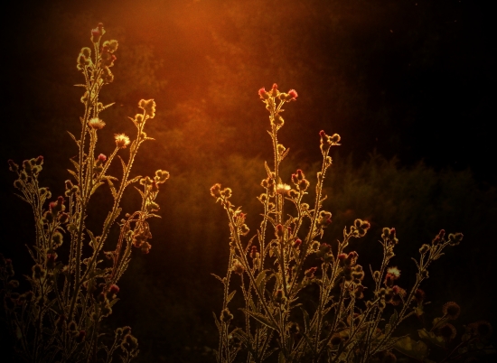 vo večernom slnku...