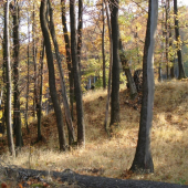cesta na suť