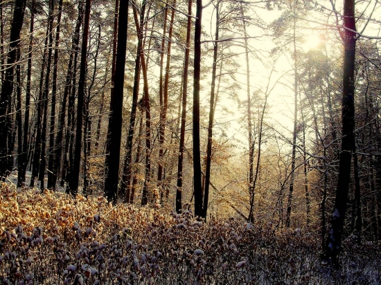zima 2010