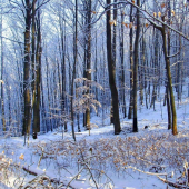 zima 2010-------------