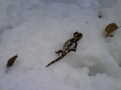 Salamandra na snehu