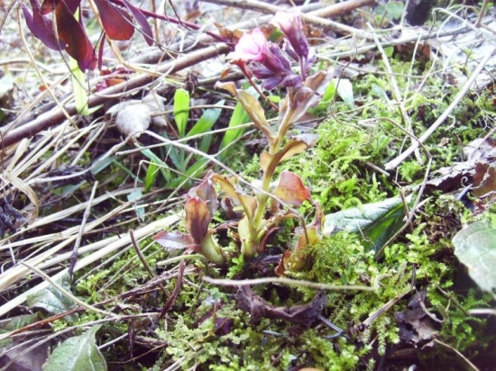 neviete mi niekto poradit co je to za kvet ??