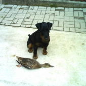 Cid stráži úlovok