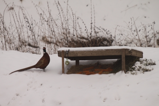 Toto mám před domem.