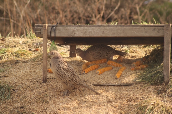 Toto mám před domem.2