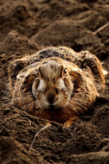 Zajíc polní- lepus europeaus
