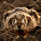 Zajíc polní- lepus europeaus