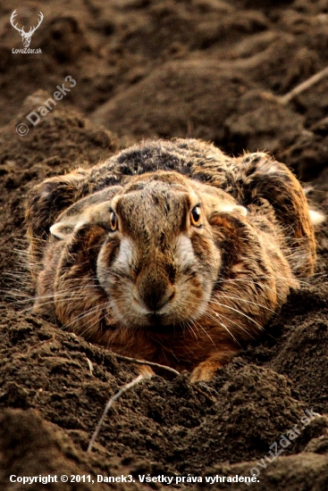 Zajíc polní- lepus europeaus