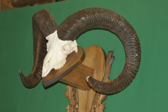 Muflon