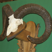 Muflon