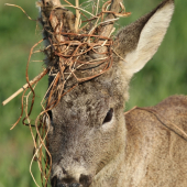 Dnešní srnec-detail