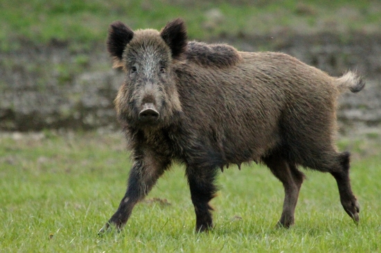 Bachyně