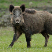 Bachyně