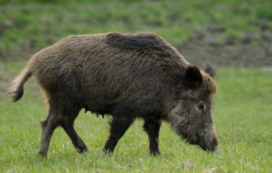 Z blízka