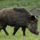 Z blízka