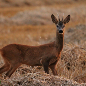 Ze srnčí  říje 2