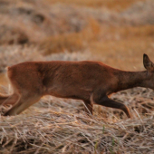 Ze srnčí  říje 2
