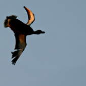 Kačena po zásahu :-)