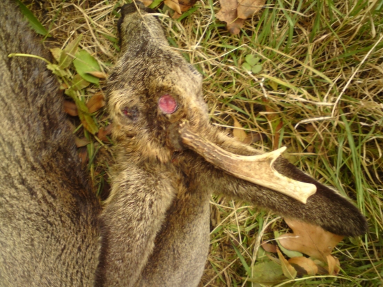 Dnešní smutný nález u krmelce- detail