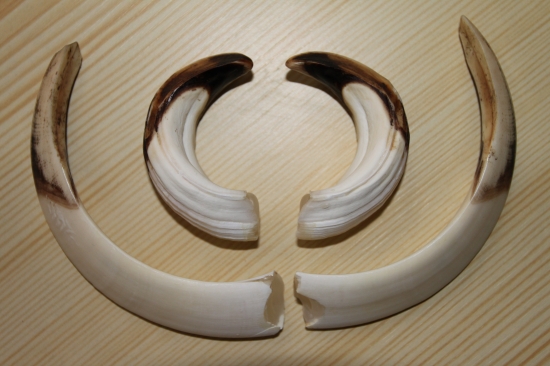 Kňour z fotky ID 143277