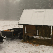 I na štědrý den krmíme.