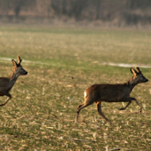 Budou parůžky na příští rok :-)